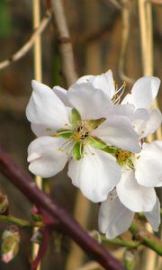 Preview wallpaper flowers, branches, leaves, spring, blooms