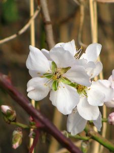 Preview wallpaper flowers, branches, leaves, spring, blooms