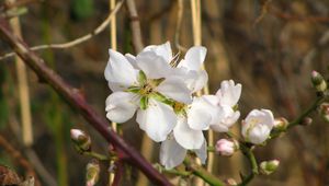 Preview wallpaper flowers, branches, leaves, spring, blooms