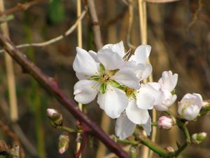 Preview wallpaper flowers, branches, leaves, spring, blooms