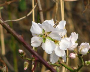 Preview wallpaper flowers, branches, leaves, spring, blooms