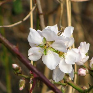 Preview wallpaper flowers, branches, leaves, spring, blooms