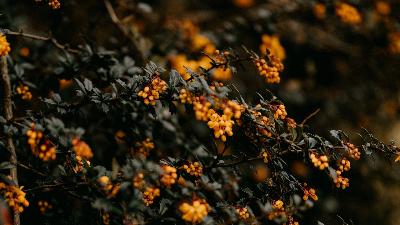 Wallpaper flowers, branches, leaves, macro, yellow