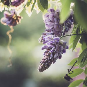 Preview wallpaper flowers, branches, leaves, macro, purple