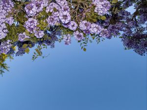 Preview wallpaper flowers, branches, leaves, blue background