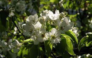 Preview wallpaper flowers, branches, leaves, spring, bloom