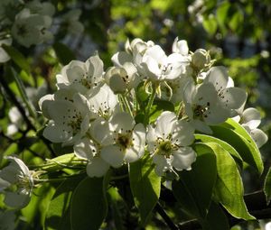 Preview wallpaper flowers, branches, leaves, spring, bloom