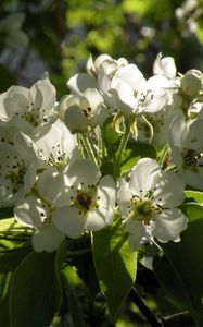 Preview wallpaper flowers, branches, leaves, spring, bloom