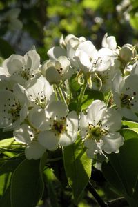 Preview wallpaper flowers, branches, leaves, spring, bloom