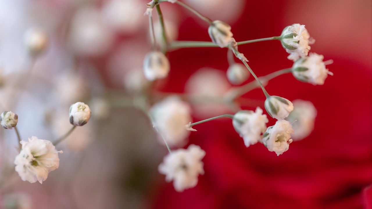 Wallpaper flowers, branches, macro, blur, white
