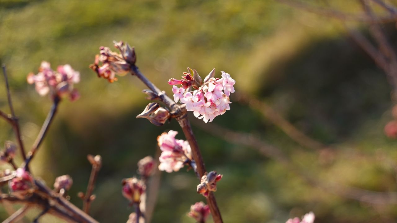 Wallpaper flowers, branches, macro, blur