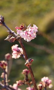Preview wallpaper flowers, branches, macro, blur