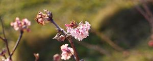 Preview wallpaper flowers, branches, macro, blur