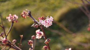 Preview wallpaper flowers, branches, macro, blur