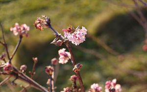 Preview wallpaper flowers, branches, macro, blur