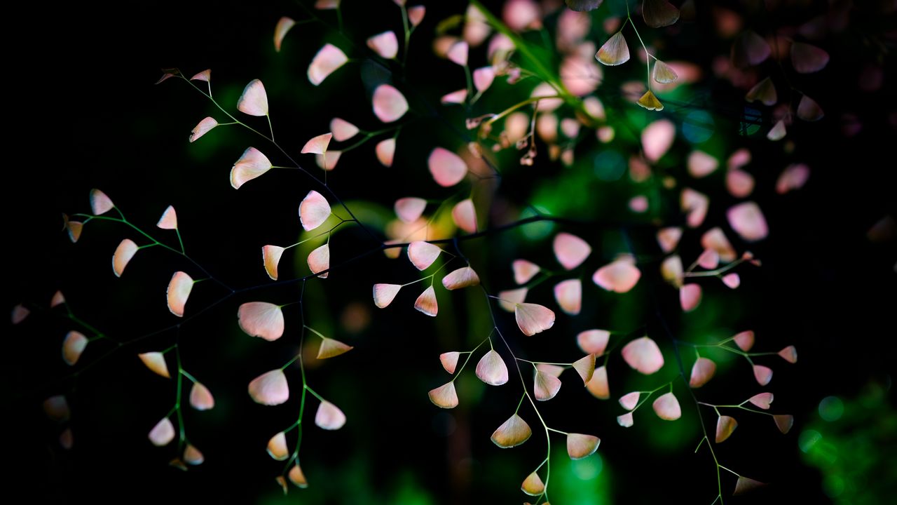 Wallpaper flowers, branches, petals, blur