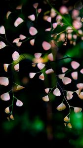 Preview wallpaper flowers, branches, petals, blur