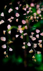 Preview wallpaper flowers, branches, petals, blur