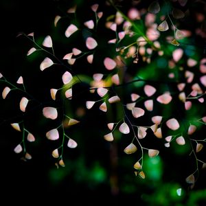 Preview wallpaper flowers, branches, petals, blur