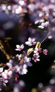 Preview wallpaper flowers, branches, petals, pink, spring, nature
