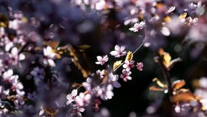 Preview wallpaper flowers, branches, petals, pink, spring, nature