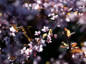Preview wallpaper flowers, branches, petals, pink, spring, nature
