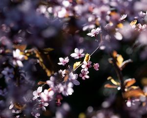 Preview wallpaper flowers, branches, petals, pink, spring, nature