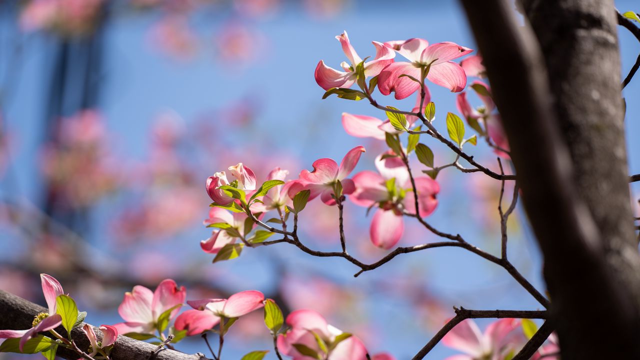 Wallpaper flowers, branches, petals, tree, spring