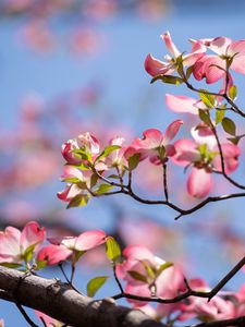 Preview wallpaper flowers, branches, petals, tree, spring