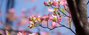 Preview wallpaper flowers, branches, petals, tree, spring