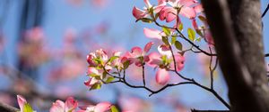Preview wallpaper flowers, branches, petals, tree, spring