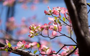 Preview wallpaper flowers, branches, petals, tree, spring