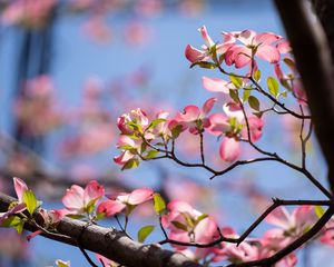 Preview wallpaper flowers, branches, petals, tree, spring