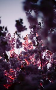 Preview wallpaper flowers, branches, pink, tree, flowering, spring