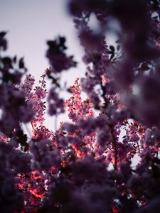 Preview wallpaper flowers, branches, pink, tree, flowering, spring