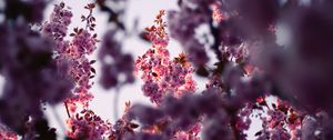 Preview wallpaper flowers, branches, pink, tree, flowering, spring