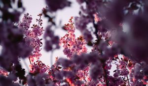 Preview wallpaper flowers, branches, pink, tree, flowering, spring