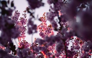 Preview wallpaper flowers, branches, pink, tree, flowering, spring