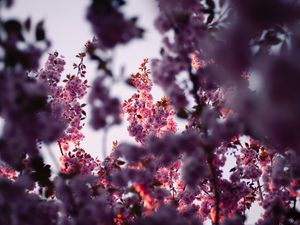 Preview wallpaper flowers, branches, pink, tree, flowering, spring