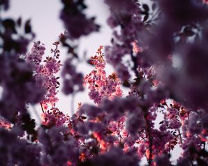 Preview wallpaper flowers, branches, pink, tree, flowering, spring
