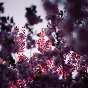 Preview wallpaper flowers, branches, pink, tree, flowering, spring