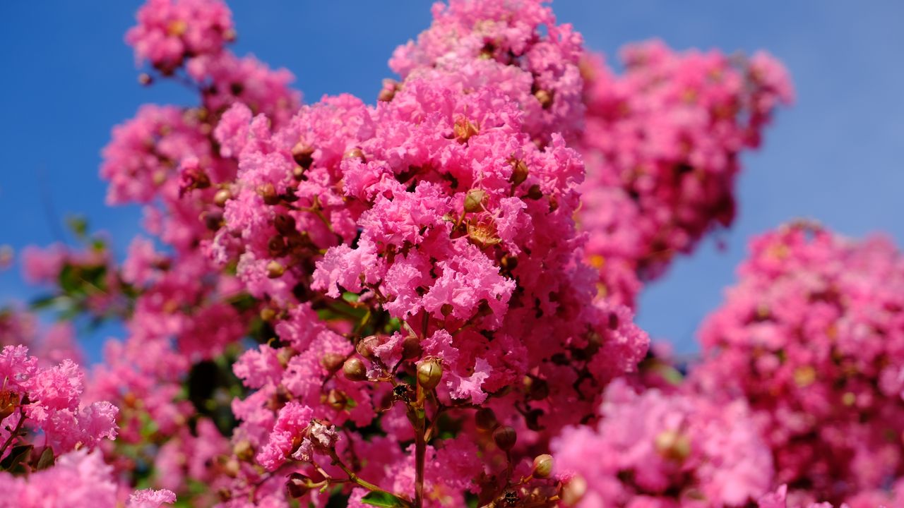 Wallpaper flowers, branches, pink, bloom, spring