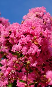 Preview wallpaper flowers, branches, pink, bloom, spring