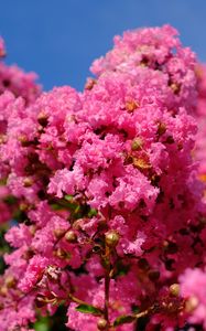 Preview wallpaper flowers, branches, pink, bloom, spring