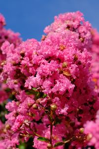 Preview wallpaper flowers, branches, pink, bloom, spring