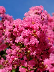 Preview wallpaper flowers, branches, pink, bloom, spring