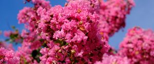 Preview wallpaper flowers, branches, pink, bloom, spring