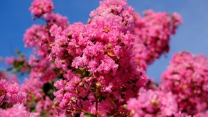 Preview wallpaper flowers, branches, pink, bloom, spring