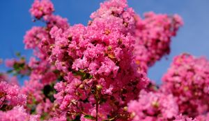 Preview wallpaper flowers, branches, pink, bloom, spring