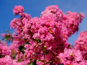 Preview wallpaper flowers, branches, pink, bloom, spring
